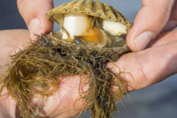 Things To Do Scalloping (Seasonal Activity)