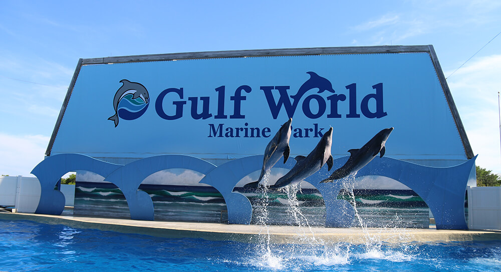 Things To Do Gulf World Marine Park